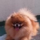 골든힐폼 이미지