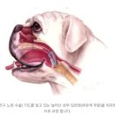 캔포유