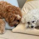 바나개 애견유치원 호텔 이미지