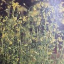 한국생약국 이미지