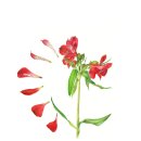 보태니컬아트(색연필화) 이미지