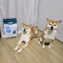 하이독 | 제코의 이즈칸 독 하이포알레제닉 솔루션 급여 후기