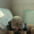 석인목장 이미지