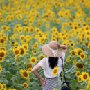 삼풍농장 이미지