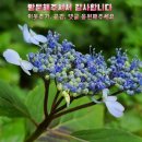 노란담장 이미지