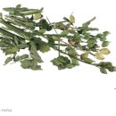 로벨리아(lobelia) 이미지