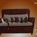 아마존동물병원 네이버블로그