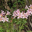 명월2리 이미지