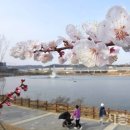 은계호수공원·오난산 ‘벚꽃사진 SNS이벤트’ 이미지