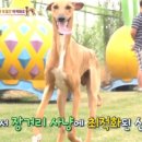 동물농장 이미지