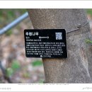 주엽나무(Gleditsia triacanthos) 이미지