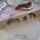 꼬모댕 프라이빗 애견호텔 이미지