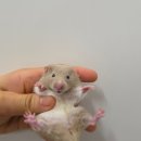 털뭉치즈 이미지