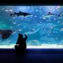 아쿠아리움 이미지