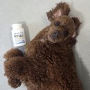 비니밥 | 펫월드 펫에그 비니백 플러스_강아지 장 건강을 위한 유산균 급여 후기