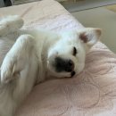 마루네 애견사랑 이미지