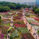 4가지 봄꽃 축제 차례대로 열리는 동네&#34;.봄 나들이 좋아한다면 꼭 가볼만한 여행지 이미지