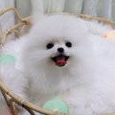 호야펫 구리점 이미지