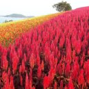 섬 맨드라미 축제 이미지