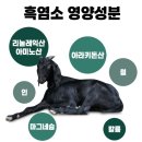 흑염소진액 추천 천호엔케어 흑염소 프리미엄으로 기력 회복
