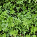 고인돌마을 이미지