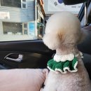 삼콩댕댕이발소 이미지