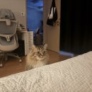 1-1-1.5 | LH청년매입임대주택 수원 영통구 아이파크오피스텔 1.5룸 1년 실거주 후기 (임대료·관리비 공개)