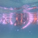 럭키어린이공원 | 🐠 천국같은 사피섬에서 스노클링! 럭키네의 코타키나발루 바다 여행기🏝️