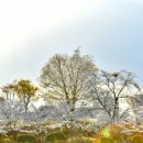 예천여자중학교 앞 이미지