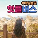 동화카서비스 | [제주여행] 렌터카 없이 제주 핫플 정복! 핫플트립 제주도 버스투어 감성 코스