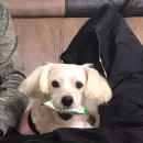 리멤버반려동물장례식장