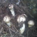 텃골농장 이미지