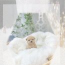 이루다 동물병원 | 이천유기견보호소 방문 후기: 테디비숑입양 꿈 이루다!