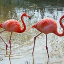 플라밍고 이미지