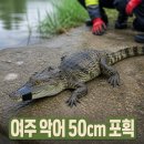 광주광역시농협쌀조합공동사업법인 | 🐊 [이색 화제] 여주 소양천에 '악어' 출몰 소동… 극적 포획 성공