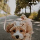 장안동물병원 이미지