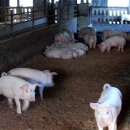 삼천리목장 이미지