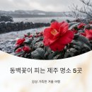 포레스트선흘 | 동백꽃이 피는 제주 명소 5곳, 감성 가득한 겨울 여행