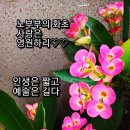 화초 Daum카페