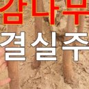 감나무마트 네이버블로그