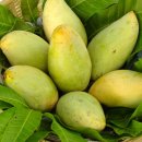 망고(MANGO)