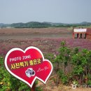 태양의 꽃을 만나다, 시흥 연꽃테마파크(관곡지)와 인천 소래습지생태공원 이미지