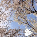 예향중학교옆 도로 | 2026년 대전 벚꽃 명소 개화 실시간 중촌동 하상도로, 한밭 수목원 지금 가야해요!!