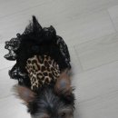 아름동물병원 이미지