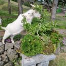 풀먹는흑염소목장 이미지