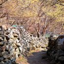 아름다운 대한민국 이야기 5 - 구례 산수유꽃축제 봄날, 노오란 꽃멀미에 취하다 이미지