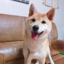 퐁이네 애견 이미지