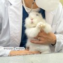 차오름동물병원 이미지