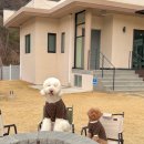 상주 | 상주 월월애견펜션 독채 대형견동반 숙소 후기