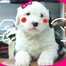 도담이 이미지